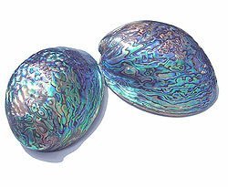 abalone shell photograph