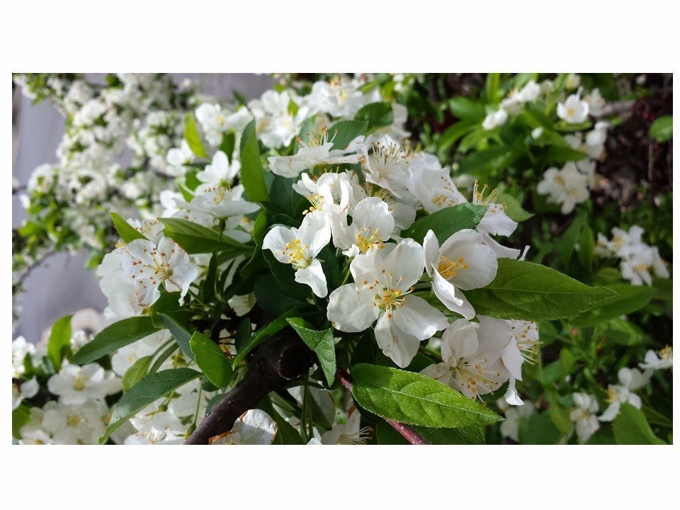 photograph of cherry blossoms