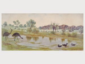 Wildlife near the Gosse Range – Albert Namatjira