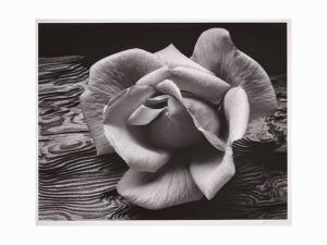 Rose by Ansel Adams