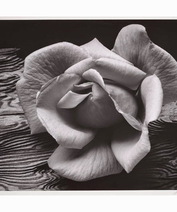 Rose by Ansel Adams
