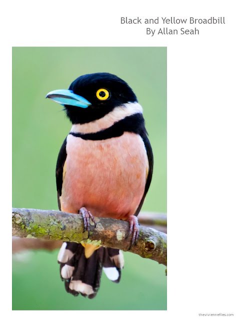 Photograph of a black and yellow broadbill, by Allan Seah