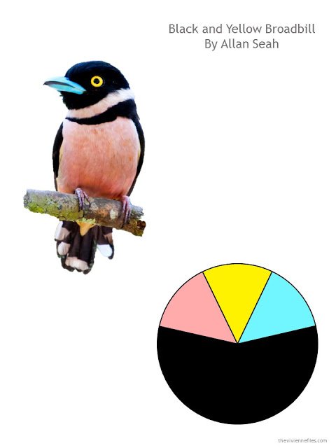 Allan Seah photograph of a black and yellow broadbill, with a color scheme based on the bird's coloring