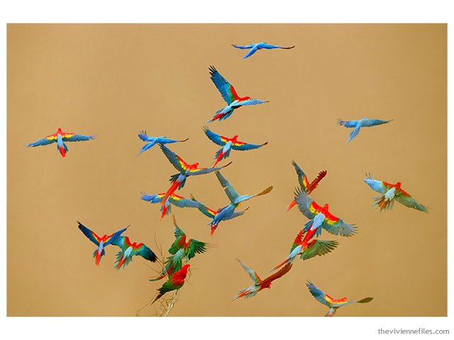 Building a Capsule Wardrobe by Starting with Art: Macaws over River, Peru by Frans Lanting