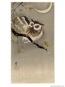 Owl on Ginko Branch by Ohara Koson