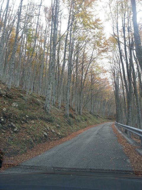 the Abruzzo forest colors in autumn