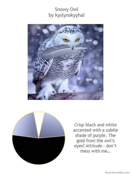 Snowy owl photo with color palette and style guidelines