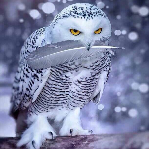 Snowy owl