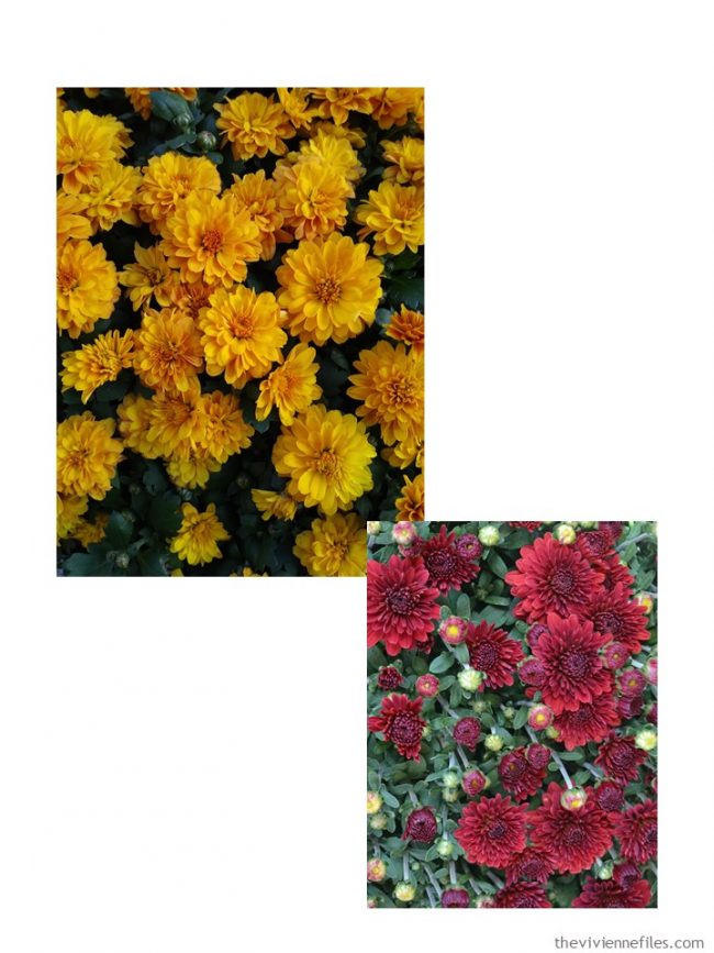 1. Chrysanthemum colors