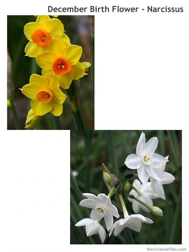 1. Narcissus - the December birth flower