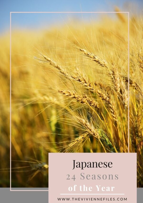 JAPANESE 24 SEASONS OF THE YEAR – SHŌMAN, GRAIN FULL