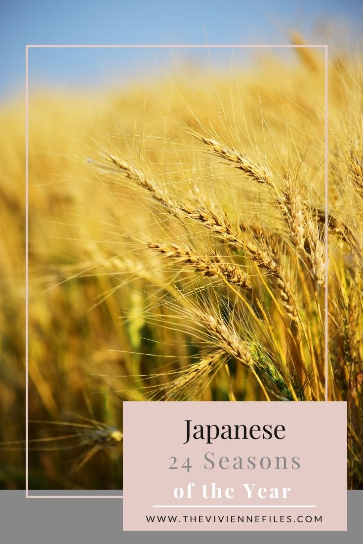 JAPANESE 24 SEASONS OF THE YEAR – SHŌMAN, GRAIN FULL