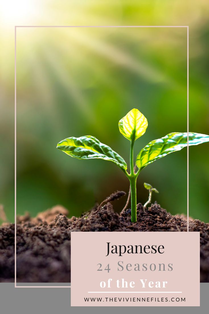 Japanese 24 Seasons of the Year – Bōshu, Grain in Ear