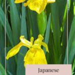 Japanese 24 Seasons of the Year – Geshi, Summer Solstice