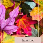 Japanese 24 Seasons of the Year – Risshū – Beginning of Autumn