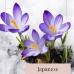 Japanese 24 Seasons of the Year – Risshun - Beginning of Spring