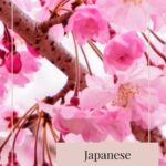 Japanese 24 Seasons of the Year – Shunbun – Vernal Equinox