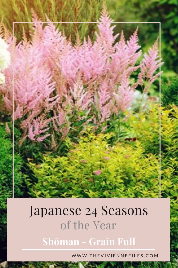 YEAR 2 – JAPANESE 24 SEASONS OF THE YEAR – Grain Full