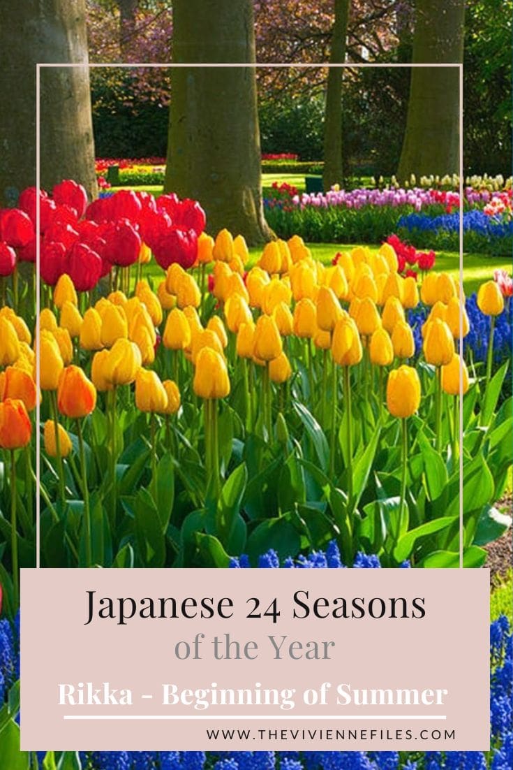 YEAR 2 – JAPANESE 24 SEASONS OF THE YEAR – RIKKA – BEGINNING OF SUMMER