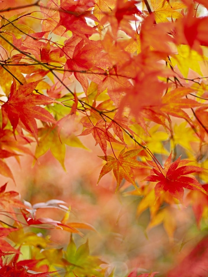 Autumn Outfit Ideas: Japanese Season Shūbun - Autumn Equinox - The Vivienne  Files